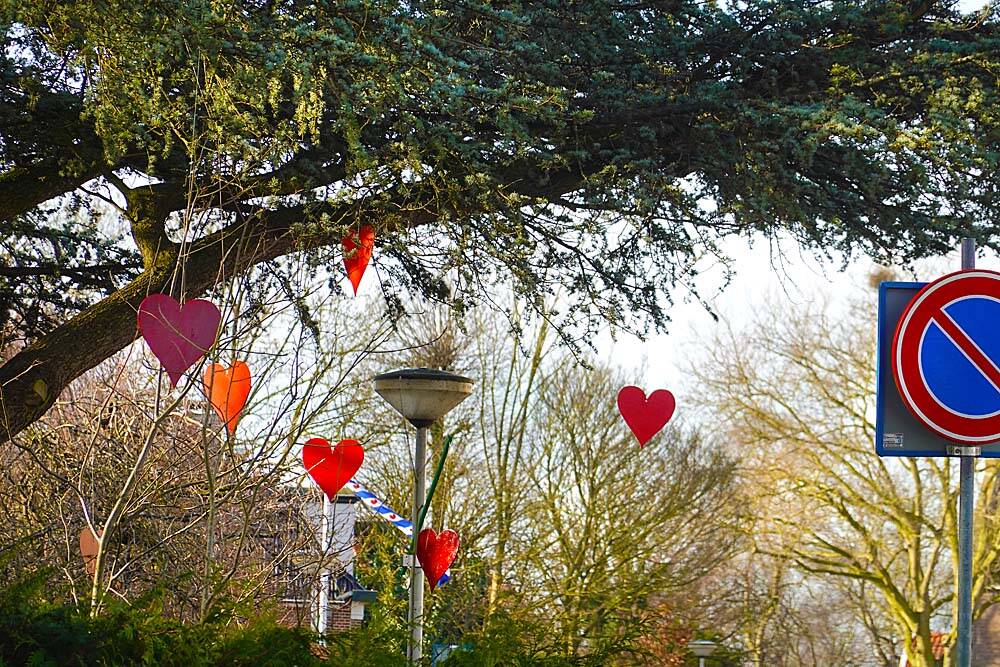 Schooljeugd swingt met Hart voor Akkrum-NesMet een swingende fotocollage laten de leerlingen van de Ds. Hasperschool zien hoe ze meedoen aan de actie Hart voor Akkrum-Nes. Het filmpje laat in foto’s zien hoe ze de afgelopen tijd allerlei harten maakten, die daarna op tal van plaatsen zijn opgehangen. Het initiatief voor de ‘hartverwarmende actie’ kwam van Doarpskeamer ED, waar de afgelopen weken groepen bezoekers ook harten van papier, hout, plastic, kunststof en bomentaken maakten. Belangstellenden kunnen tot en met maandag een route langs de opgehangen harten wandelen.De houten harten in de boom van Douwe en Grietje van der Meulen aan de Kanadeeskestrjitte wapperden dank zij de harde wind er het hele weekend vrolijk op los. Drie rode harten verdwenen echter spoorloos. Een oproep op Akkrum.net bracht ze niet terug. 