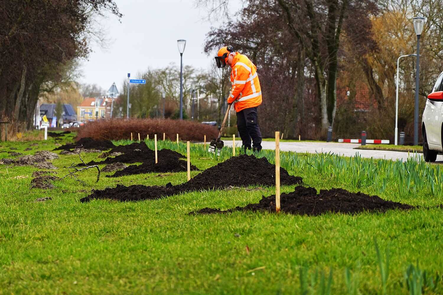 Met 84 bomen krijgt Akkrum een karakteristieke laan terug