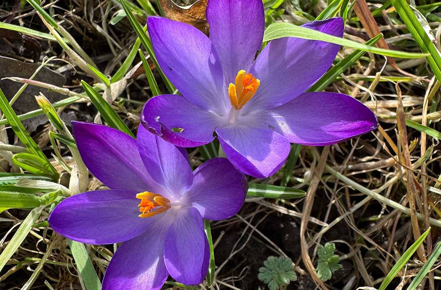 260301 Akkrum Doarpstun eerstetuindag2026 krokus