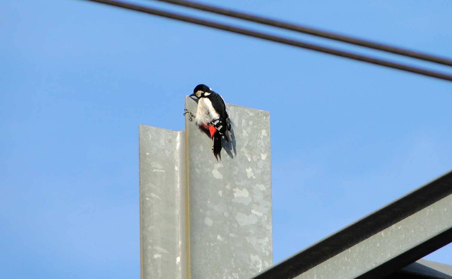 Specht zorgt voor opvallend ‘concert’ op station Akkrum