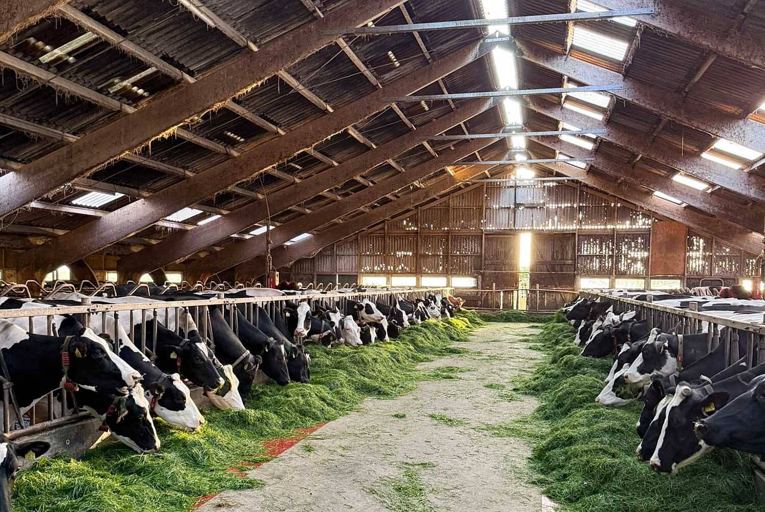 Boereiis opent erf voor open boerderijdag in Akkrum