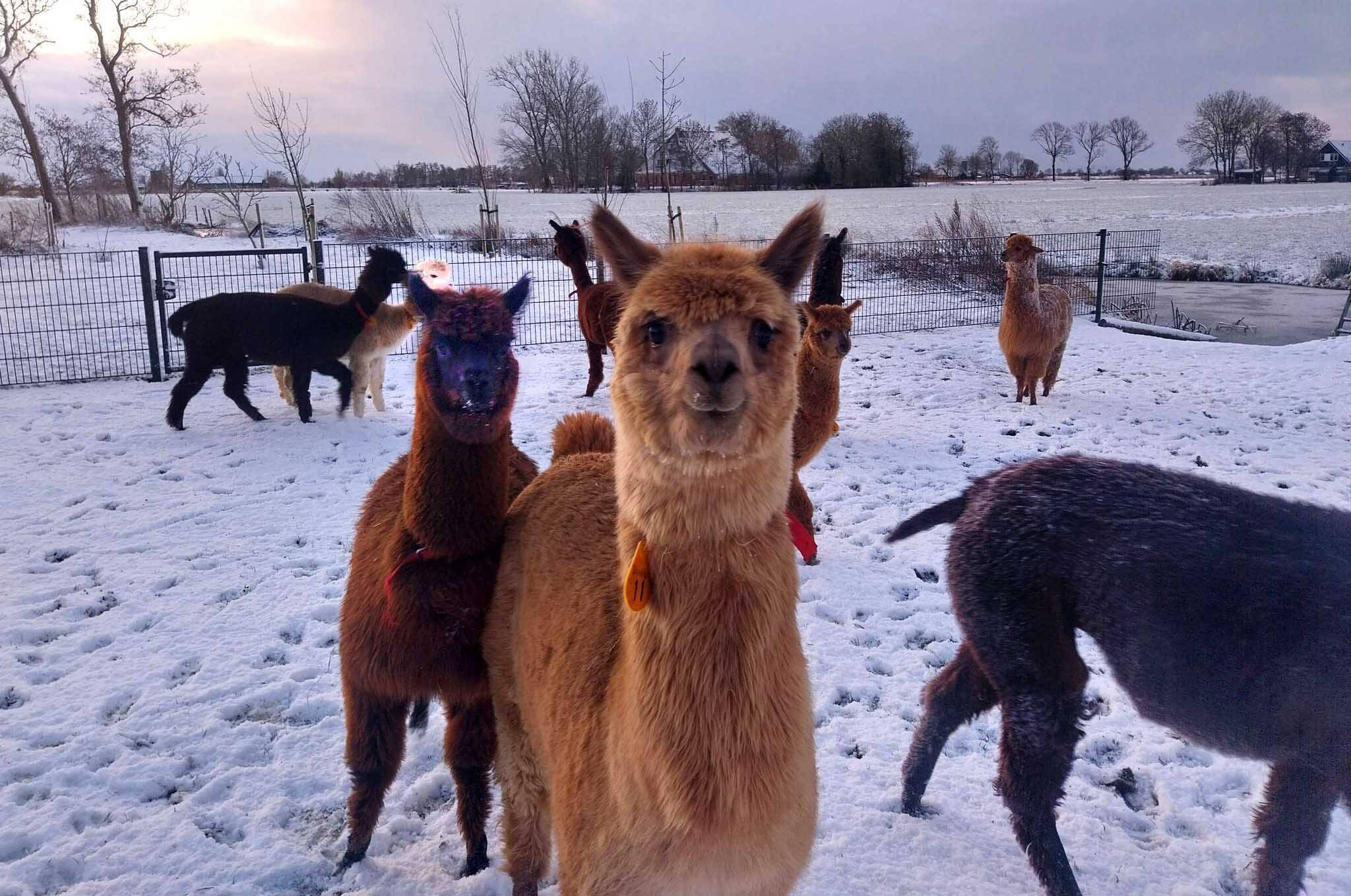 260106 Nes sneeuw lama c DeMeezinger