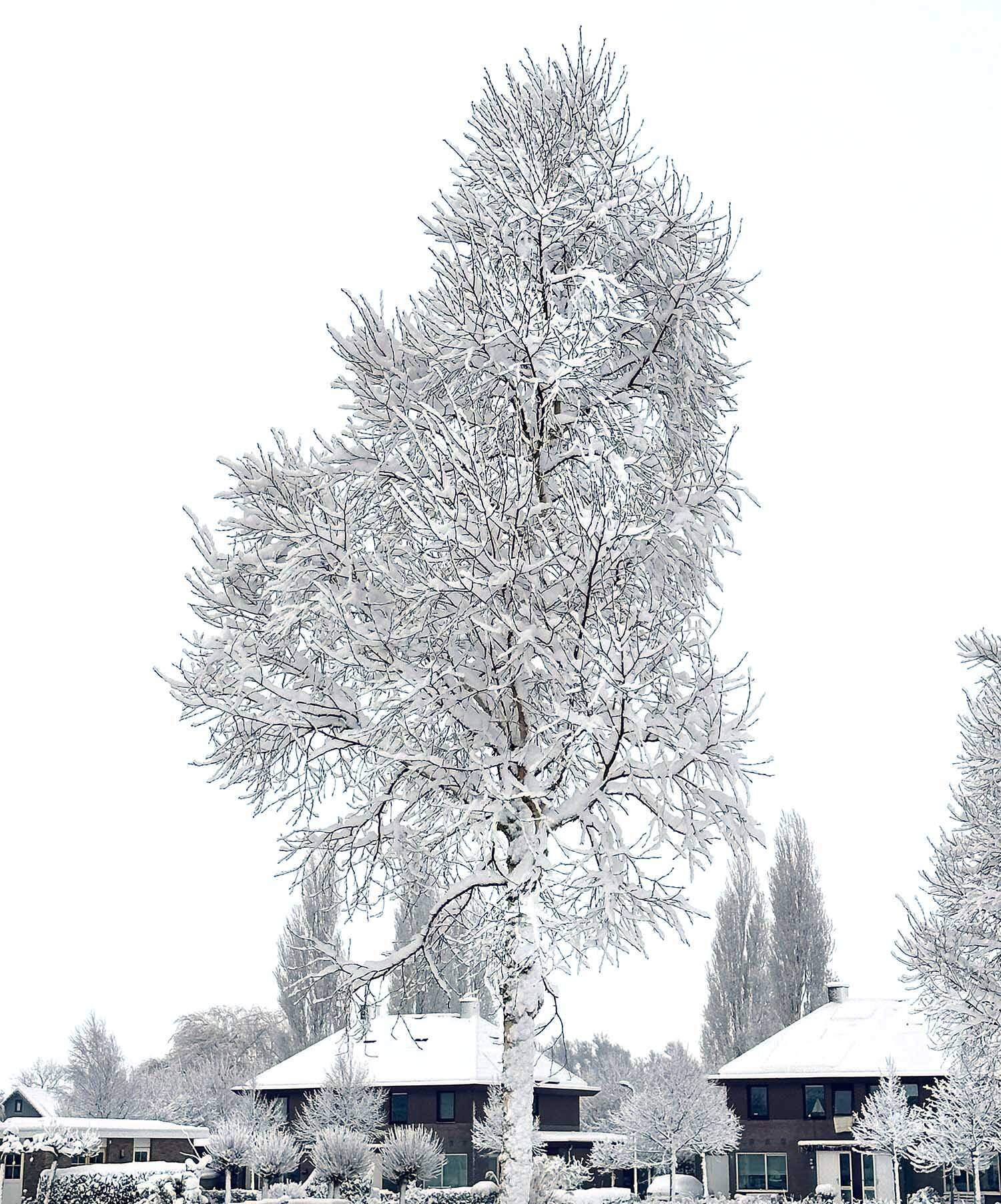 260107 Nes sneeuw2 PetraVeltheer