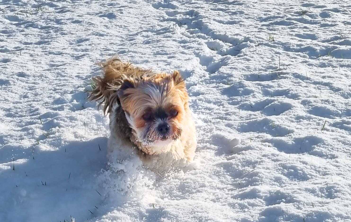 260106 Akkrum sneeuw MarritNoordenbos