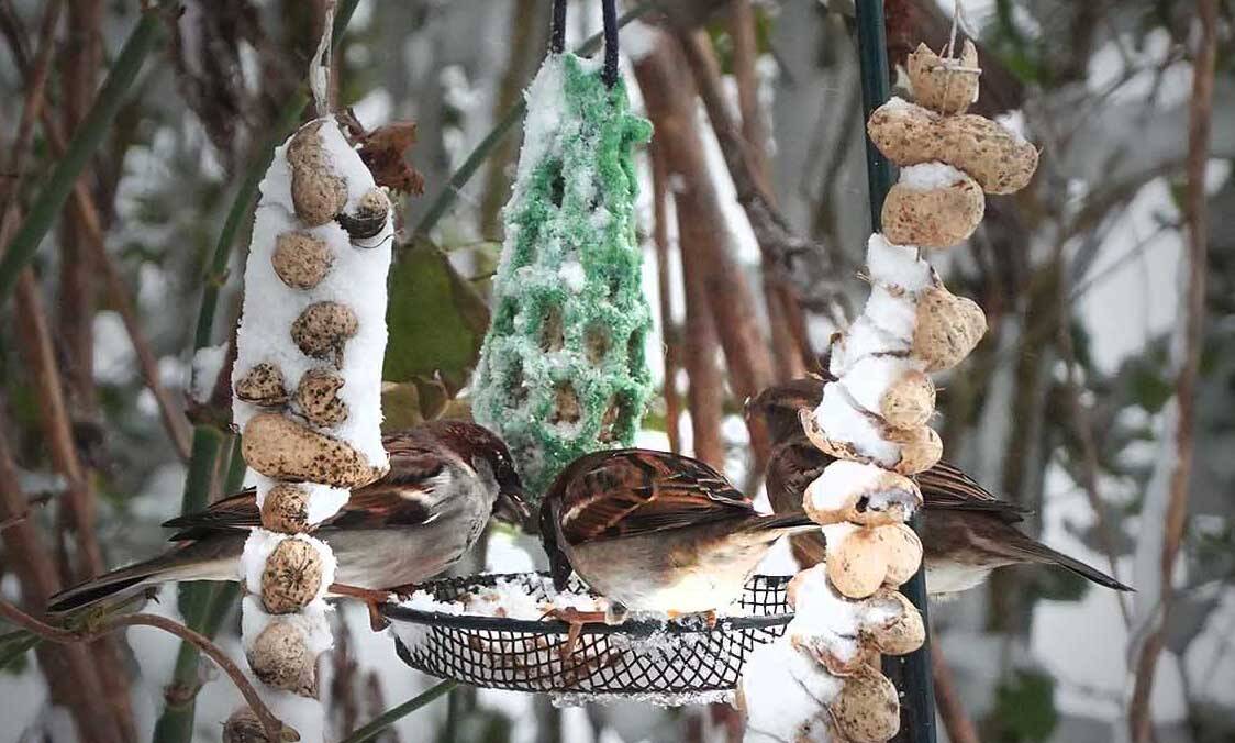 Fûgelwacht Akkrum: bijvoederen van vogels in wintertijd