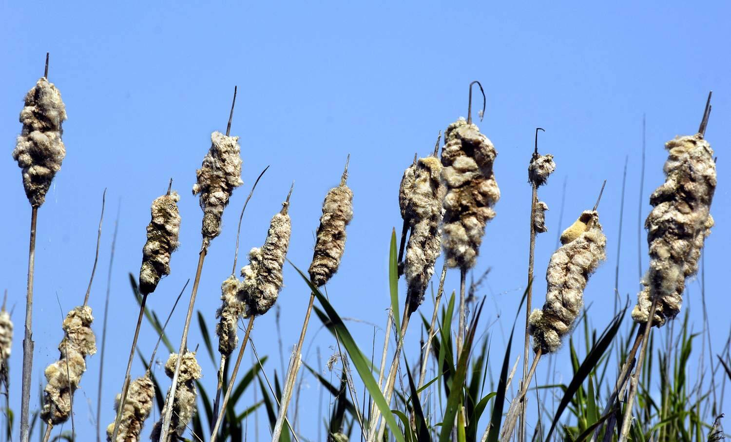 Een opvallend gezicht vormt deze lisdodde-familie aan de waterkant van het Burstumer Rak in Nes bij Akkrum. De plant bloeit op twee manieren: in de vorm van een lange, bruine sigaar en als een enorme pluizebol. De grote lisdodde bloeit meestal in juni en juli. De plant is beschermd, maar werd vroegher geplukt voor gehbruik in bloemstukken en door kinderen als sigaar.