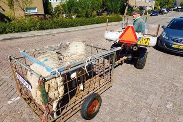 Bijzonder schapentransport door Akkrum-Nes