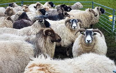 Bijzondere schapenrassen Akkrum weer op stal