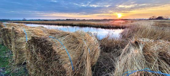 Schoven riet uit natuurgebied klaar voor daken