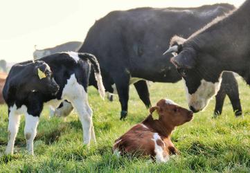 Slager en boer leveren vlees van Akkrumer Goedland