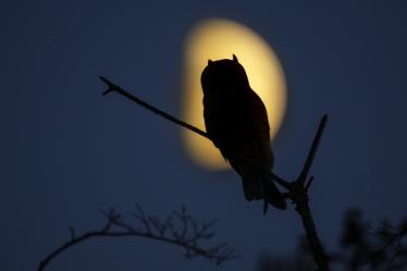 Marcel van Kammen praat oer natuerfoto’s foar Fûgelwacht Akkrum