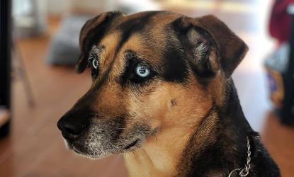 Slimme logeerhond klopt aan bij buren