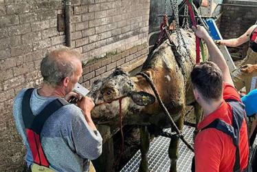 Intensieve speurtocht naar koe in mestkelder Jinshuzen