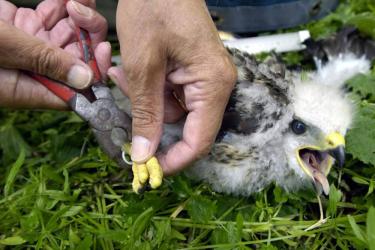 Proef met voeren roofvogels in weidevogelgebied Nes (H)