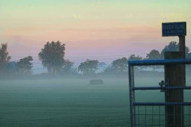 Pakken kuilgras doemen op in de mist