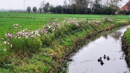 Bloemrijke akkerranden langs randweg Akkrum