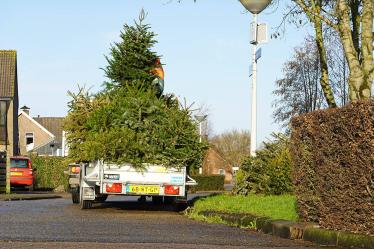 Gemeente haalt kerstbomen op dinsdag 7 januari 2025 op