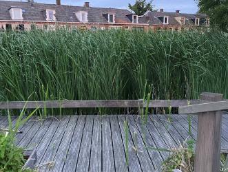  Vissteiger Akkrum onbruikbaar door rietgroei 