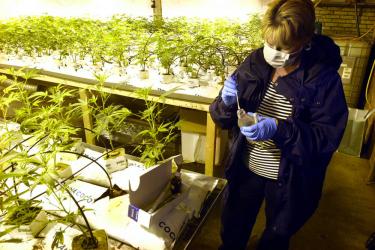 Geen straf voor Akkrumer (35) in zes jaar oude hennepzaak