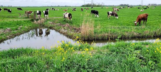 Dierenartsen Akkrum helpen collega's na dodelijk ongeval heteluchtballon