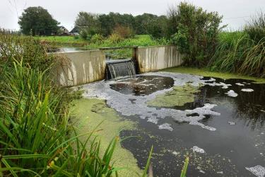 Akkrumer boeren positief over eerste zomer met hoog waterpeil