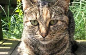 Speurtocht vermiste poes Mia verplaatst zich naar Akkrum