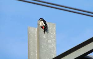Specht zorgt voor opvallend ‘concert’ op station Akkrum