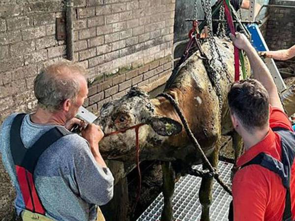 Intensieve speurtocht naar koe in mestkelder Jinshuzen