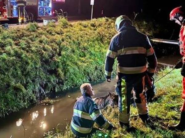 Paard breekt uit stal en belandt in sloot