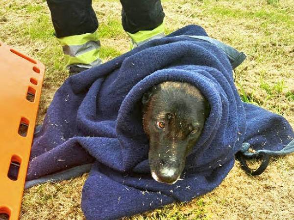 Brandweer vist hond uit De Boarn in Akkrum