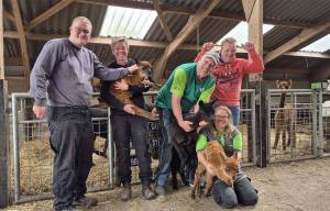 Babyboom bij Zorgboerderij De Meezinger: drie jonge alpaca’s geboren
