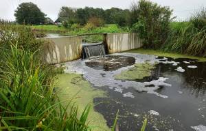 Akkrumer boeren positief over eerste zomer met hoog waterpeil