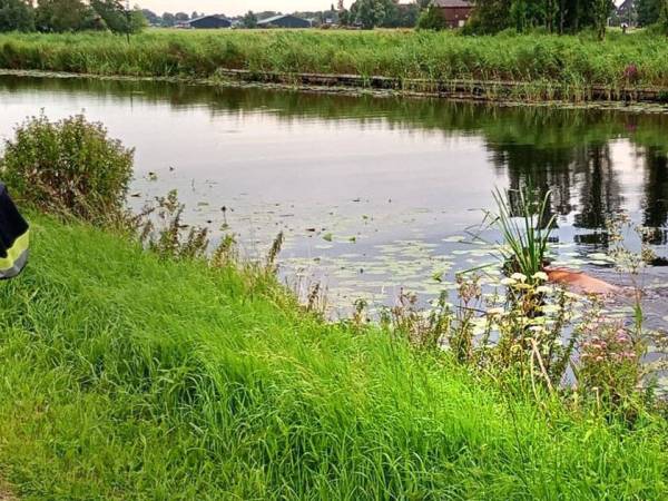 Brandweer en boer vissen koe met shovel uit De Boarn