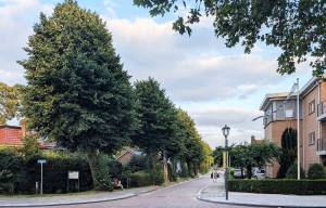 Bewoners Lange Miente Akkrum willen meepraten over bomenkap