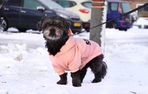 Nabrander sneeuw: treinen op hetzelfde spoor, zandpad in Akkrum