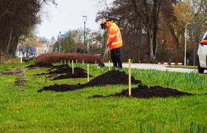 Met 84 bomen krijgt Akkrum een karakteristieke laan terug