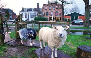 Potgrondactie voor nieuwe dierenweide in Akkrum