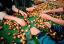 Tulpenactie OBS Akkrum van start
